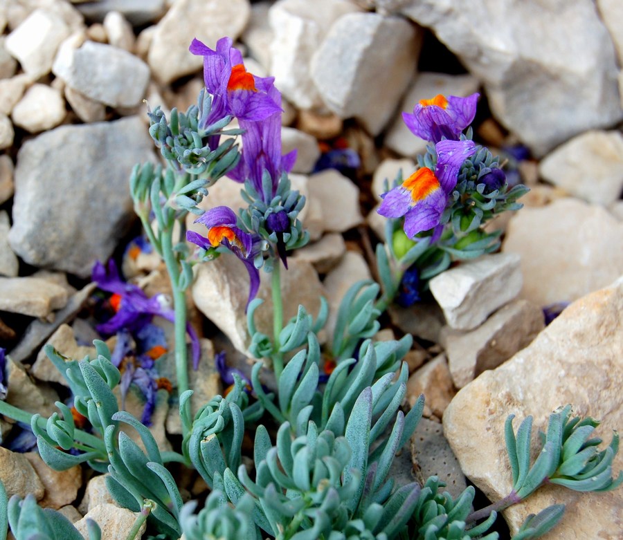 Fioriture magellensi